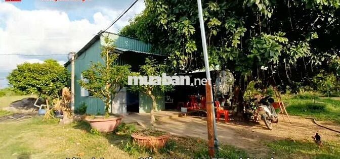 nhà và vườn sầu riêng 95x170m đường kênh TN 02