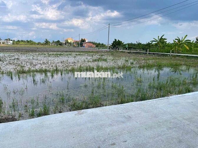 hơn 160m2 thổ cư giá 435tr cách nhựa 200m đức tân -tân trụ đường ô tô