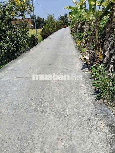 Đất thổ lúa mặt tiền đường đan 3 mét.