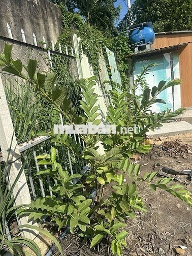 Bán Đất mặt tiền Đường Bùi Thị Điệt