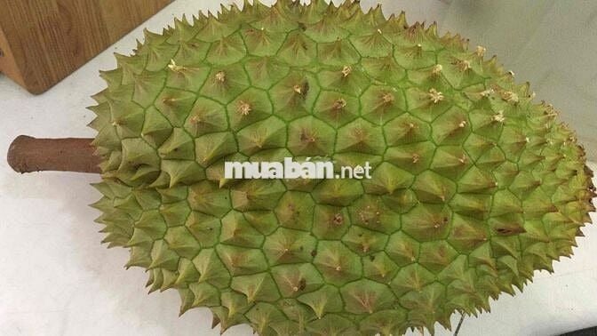 Tuyển người trông nhà, làm vườn