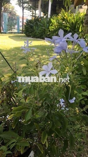 Tuyển người trông nhà, làm vườn