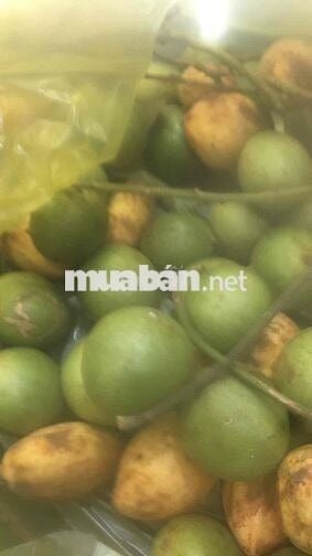 Tuyển người trông nhà, làm vườn