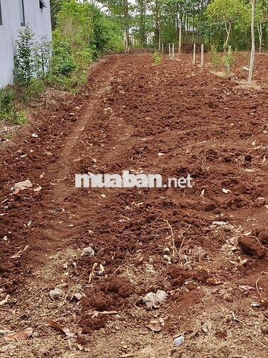 Chính chủ bán đất mặt tiền 9, 52m, đường nhựa 25m. Diện tích 620m2.