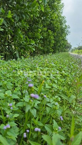 MẶT TIỀN GIÁP ĐƯỜNG NHỰA SẴN CÀ PHÊ 5 NĂM TUỔI. TRÊN ĐƯỜNG ĐI MĂNG ĐEN