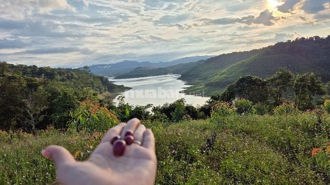 MẶT TIỀN GIÁP ĐƯỜNG NHỰA SẴN CÀ PHÊ 5 NĂM TUỔI. TRÊN ĐƯỜNG ĐI MĂNG ĐEN