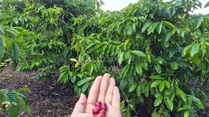 MẶT TIỀN GIÁP ĐƯỜNG NHỰA SẴN CÀ PHÊ 5 NĂM TUỔI. TRÊN ĐƯỜNG ĐI MĂNG ĐEN