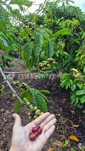 MẶT TIỀN GIÁP ĐƯỜNG NHỰA SẴN CÀ PHÊ 5 NĂM TUỔI. TRÊN ĐƯỜNG ĐI MĂNG ĐEN