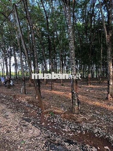 bán đất lộc ninh 1,8 ha có hơn 1000 cây cao su đang thu