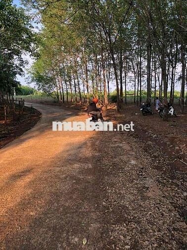 bán đất lộc ninh 1,8 ha có hơn 1000 cây cao su đang thu