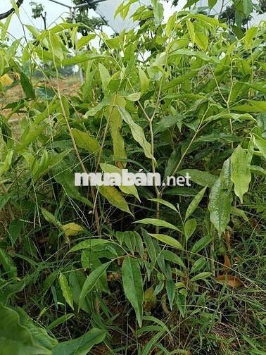 bán đất lộc ninh 1,8 ha có hơn 1000 cây cao su đang thu
