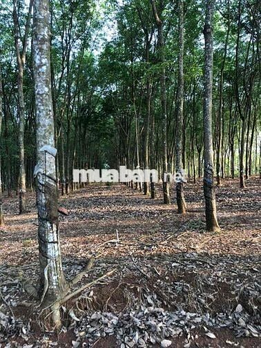 bán đất lộc ninh 1,8 ha có hơn 1000 cây cao su đang thu