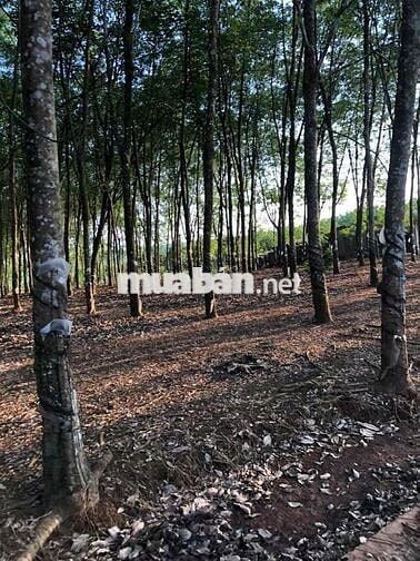 bán đất lộc ninh 1,8 ha có hơn 1000 cây cao su đang thu