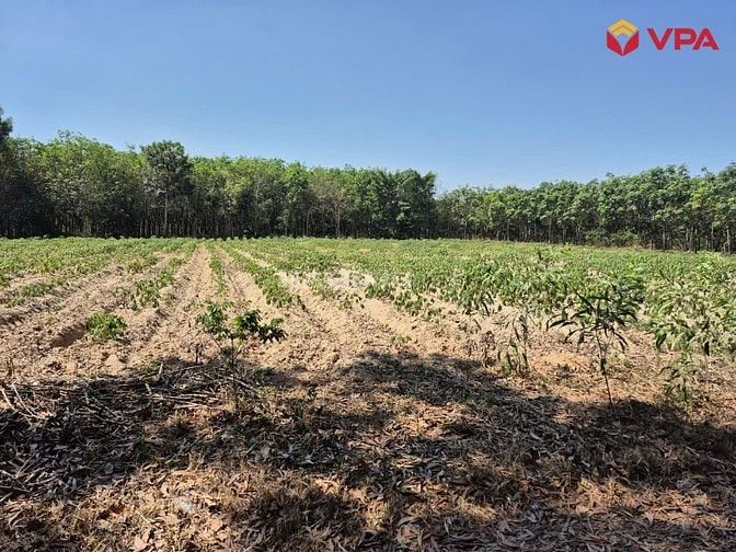 Thông báo đấu giá tài sản của bà Lê Thị Ly tại Bình Dương (TP.HCM)