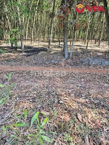 Thông báo đấu giá tài sản của bà Lê Thị Ly tại Bình Dương (TP.HCM)