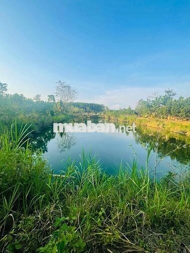 Chính chủ bán 20.000m2 đất Huyện Xuyên Mộc (nay thuộc TP.HCM) - 145m m
