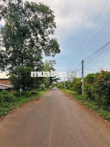 Chính chủ bán 20.000m2 đất Huyện Xuyên Mộc (nay thuộc TP.HCM) - 145m m