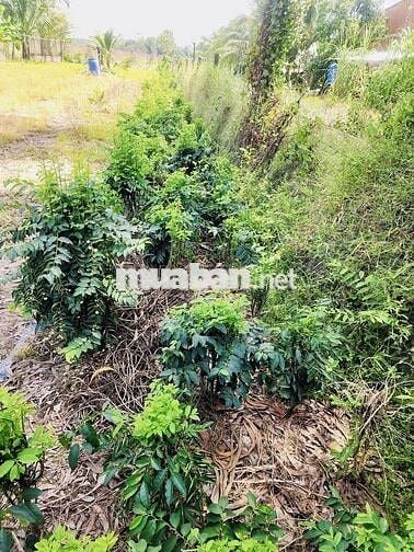 BÁN ĐẤT NHÀ VƯỜN 740m² – CÓ THỔ CƯ – ĐIỆN NƯỚC SẴN – GẦN NÚI BÀ ĐEN 🌿