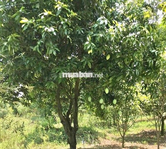 CẦN RA ĐI NHÀ VƯỜN CÓ SẴN CÂY ĂN TRÁI