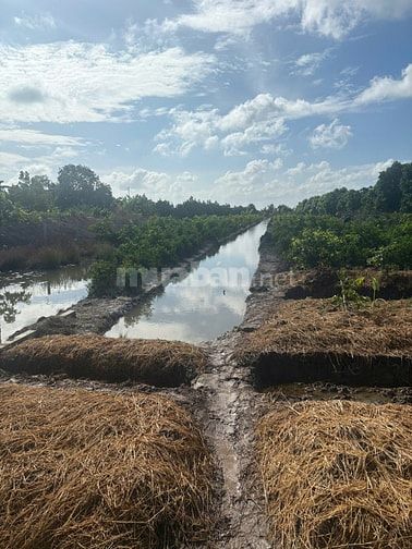 BÁN NGUYÊN NỀN ĐẤT VƯỜN ĐẸP CẶP LỘ NHỰA LỚN – BÌNH TÂN, VĨNH LONG