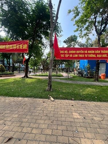 Nhà đường 320 Bông Sao F5Q8 view công viên: 4m x16m, trệt, 2 lầu, 1st 