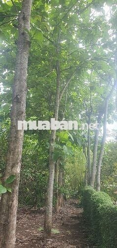 Bán đất Trồng Cân sân vường có thổ cư, Kế đường cao tốc TP.HCM Đà Là