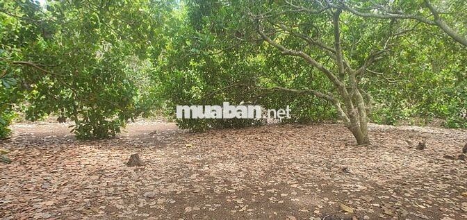 Bán đất Trồng Cân sân vường có thổ cư, Kế đường cao tốc TP.HCM Đà Là