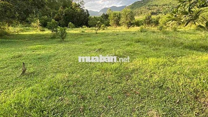 🚀 BÁN GẤP LÔ ĐẤT VƯỜN 505m² XÃ VINH MỸ, PHÚ LỘC – TIỀN TIỀN NĂM LÊN TH