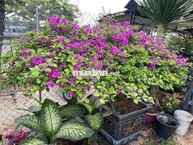 Cần lao động phổ thông