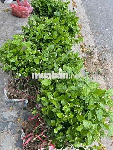Cần lao động phổ thông
