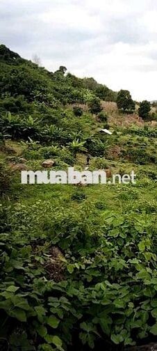 Bán Đất view suối săn mây thung lũng