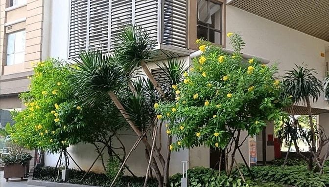Tuyển dụng nhân viên chăm sóc cây xanh