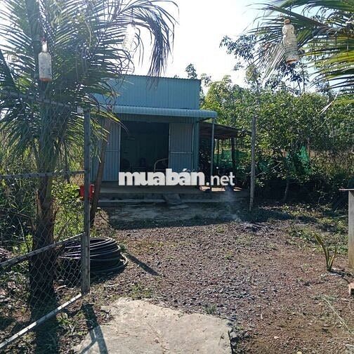 Đất & Nhà đường nhựa, tổng 1300m2, đủ cây ăn trái 4 năm, 430 triệu