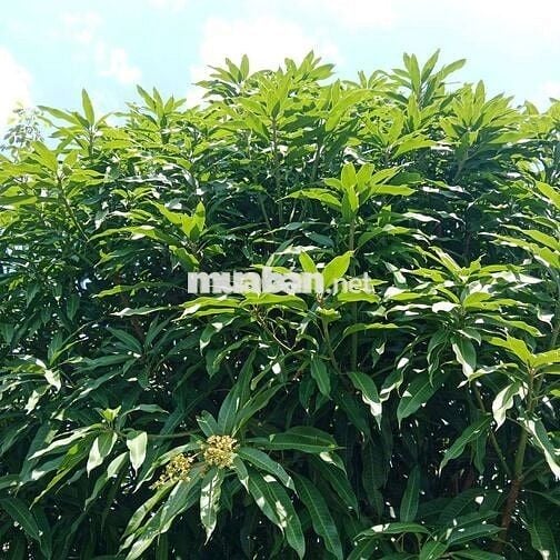 Đất & Nhà đường nhựa, tổng 1300m2, đủ cây ăn trái 4 năm, 430 triệu