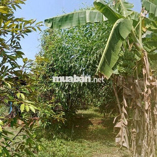 Đất & Nhà đường nhựa, tổng 1300m2, đủ cây ăn trái 4 năm, 430 triệu
