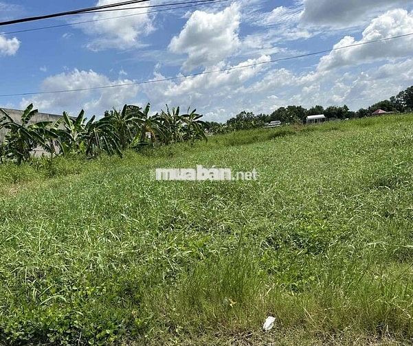 199 Triệu Lô đất Thổ cư 71m2 Khu Dân Cư gần Thị Trấn