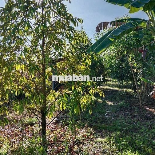 Đất & Nhà đường nhựa, tổng 1300m2, đủ cây ăn trái 4 năm, 430 triệu