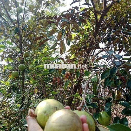 Đất & Nhà đường nhựa, tổng 1300m2, đủ cây ăn trái 4 năm, 430 triệu