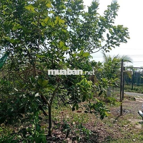 Đất & Nhà đường nhựa, tổng 1300m2, đủ cây ăn trái 4 năm, 430 triệu