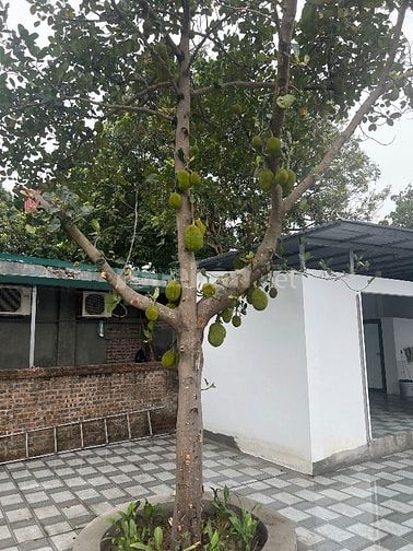 Cần tiền bán gấp 300m2 sổ đỏ chính chủ