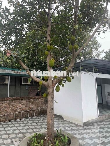 Cần tiền bán gấp 300m sổ đỏ chính chủ