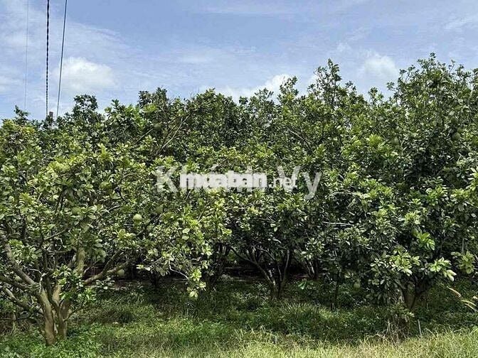 Chính chủ ra gấp 1000m2 ngang 20m mặt tiền nhựa ql13