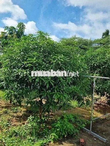 Chính chủ ra gấp 1000m2 ngang 20m mặt tiền nhựa ql13