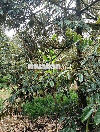 4 Công Đất liền kề nhau trồng Sầu Riêng đang thu hoạch