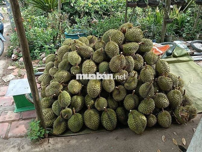 4 Công Đất liền kề nhau trồng Sầu Riêng đang thu hoạch