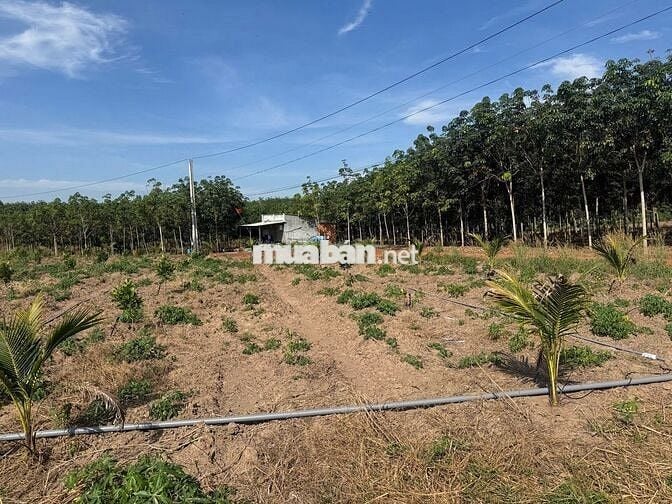 Bán gấp mảnh vườn Phước Thành-HCM có cây ăn trái 2460m2, giá chỉ 650tr