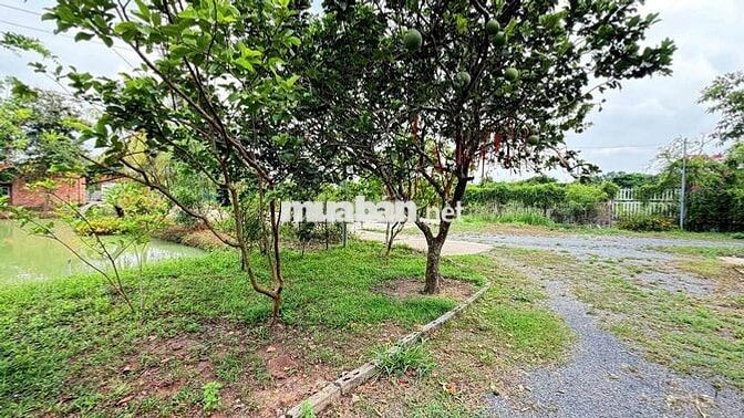 Bán gấp khu đất du lịch(cánh đồng hoa thiên thai) 10.000m2