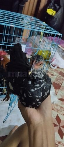 Bán 2 cặp gà Bantam Malaysia, cần bán gấp