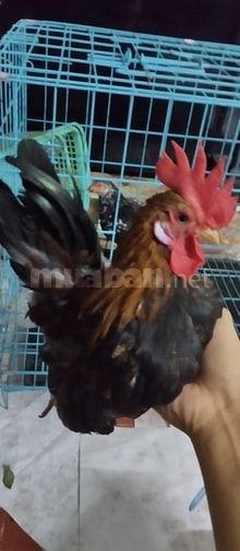 Bán 2 cặp gà Bantam Malaysia, cần bán gấp