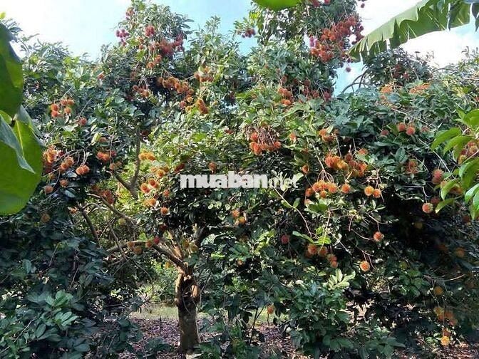 Chủ đang kẹt tiền gửi bán gấp vườn cây ăn trái hơn 1 sào